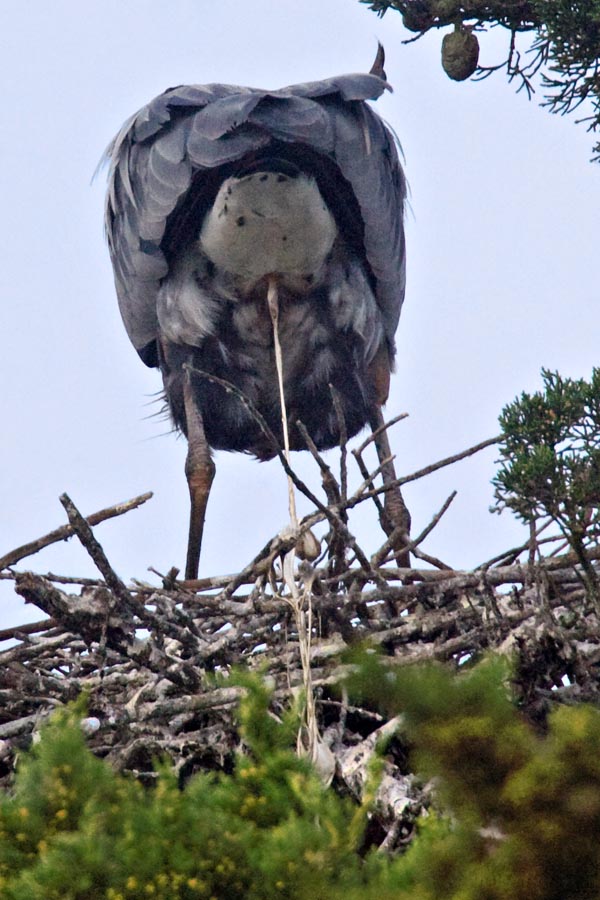 heron-poop