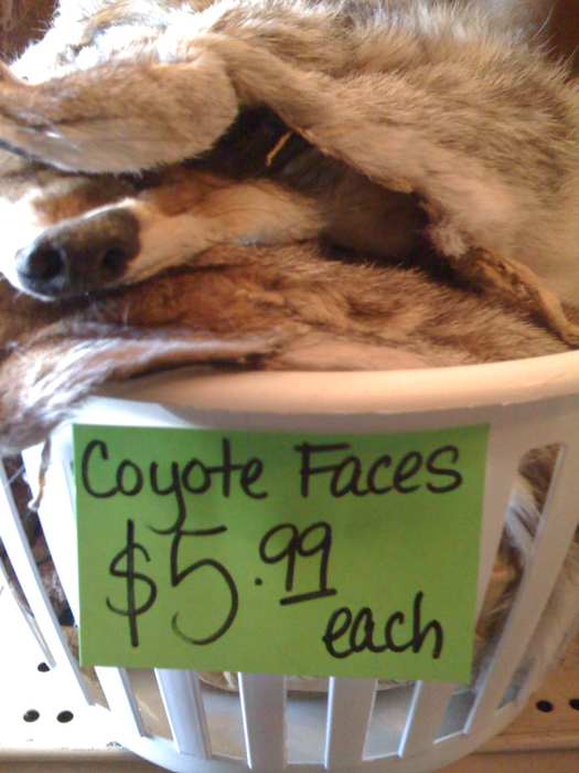 coyote-faces