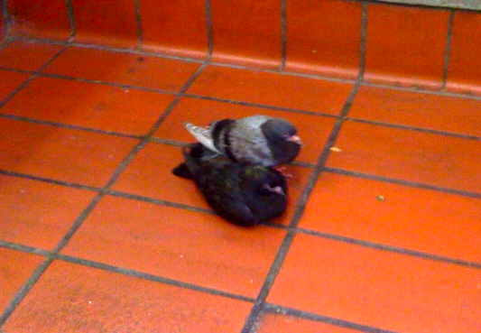 Young Pigeons 24th St. Mission Young Pigeons 24th St. Mission