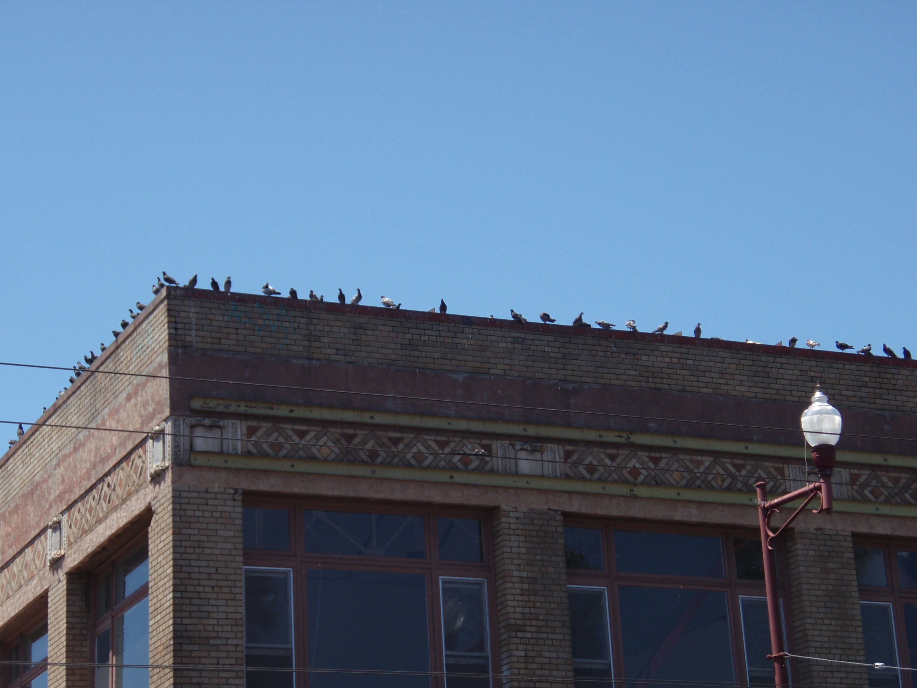Sunday Streets - Displaced Pigeons I was surprised to see all the pigeons that loiter at 24th and Mission not know how to handle all the people and take refuge on a neighboring roof. NYC pigeons they are not.