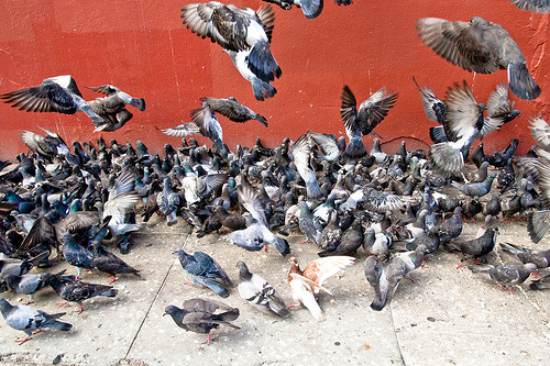flight_of_the_pigeons
