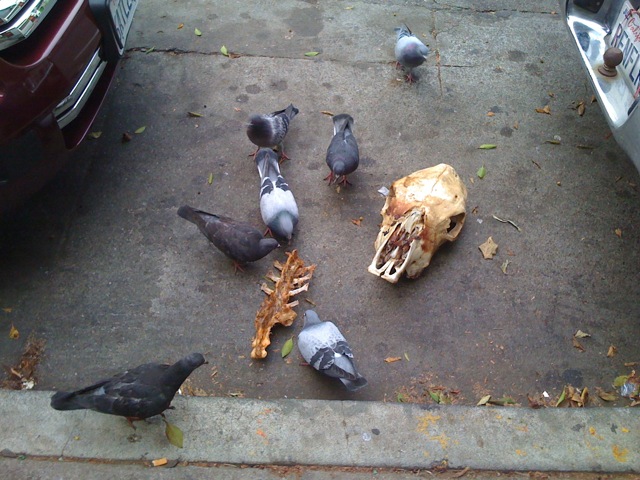 pigeons_eating_a_horse_skull