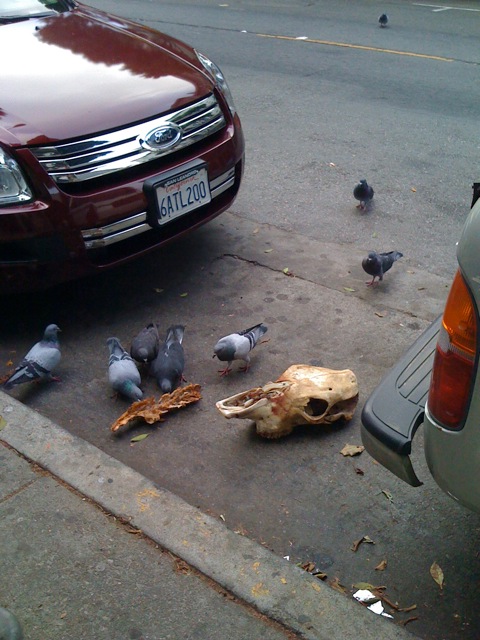 pigeons_eating_a_horse_skull2