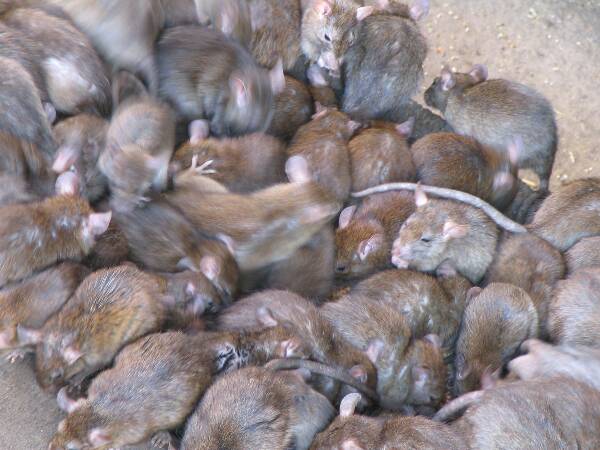 rats