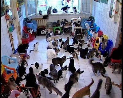 real-cat-party.jpg