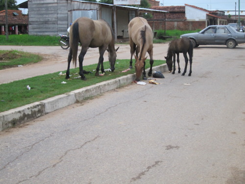 gutter-horses.jpg