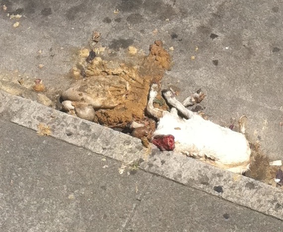 A Dead Goat